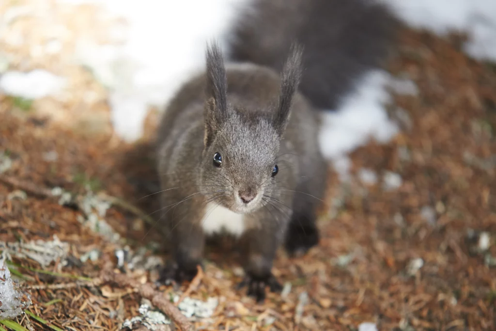 Arosa Squirrel Trail
