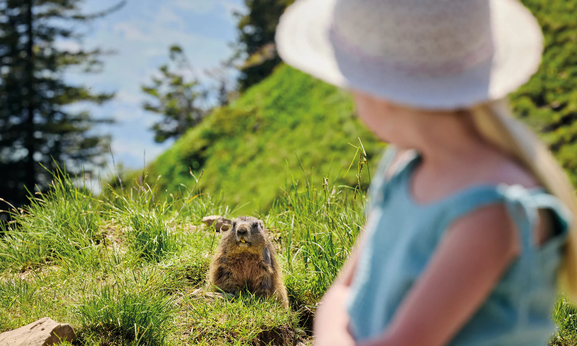Marmots at Stanserhorn