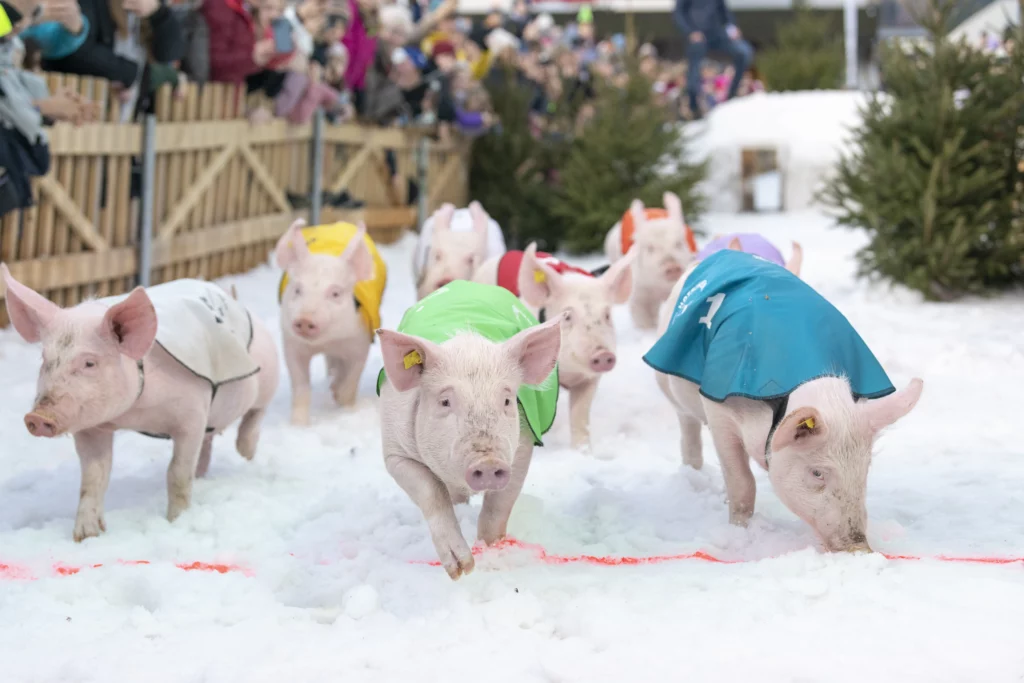 Hotschrennen Klosters – Neujahrs-Schweinerennen