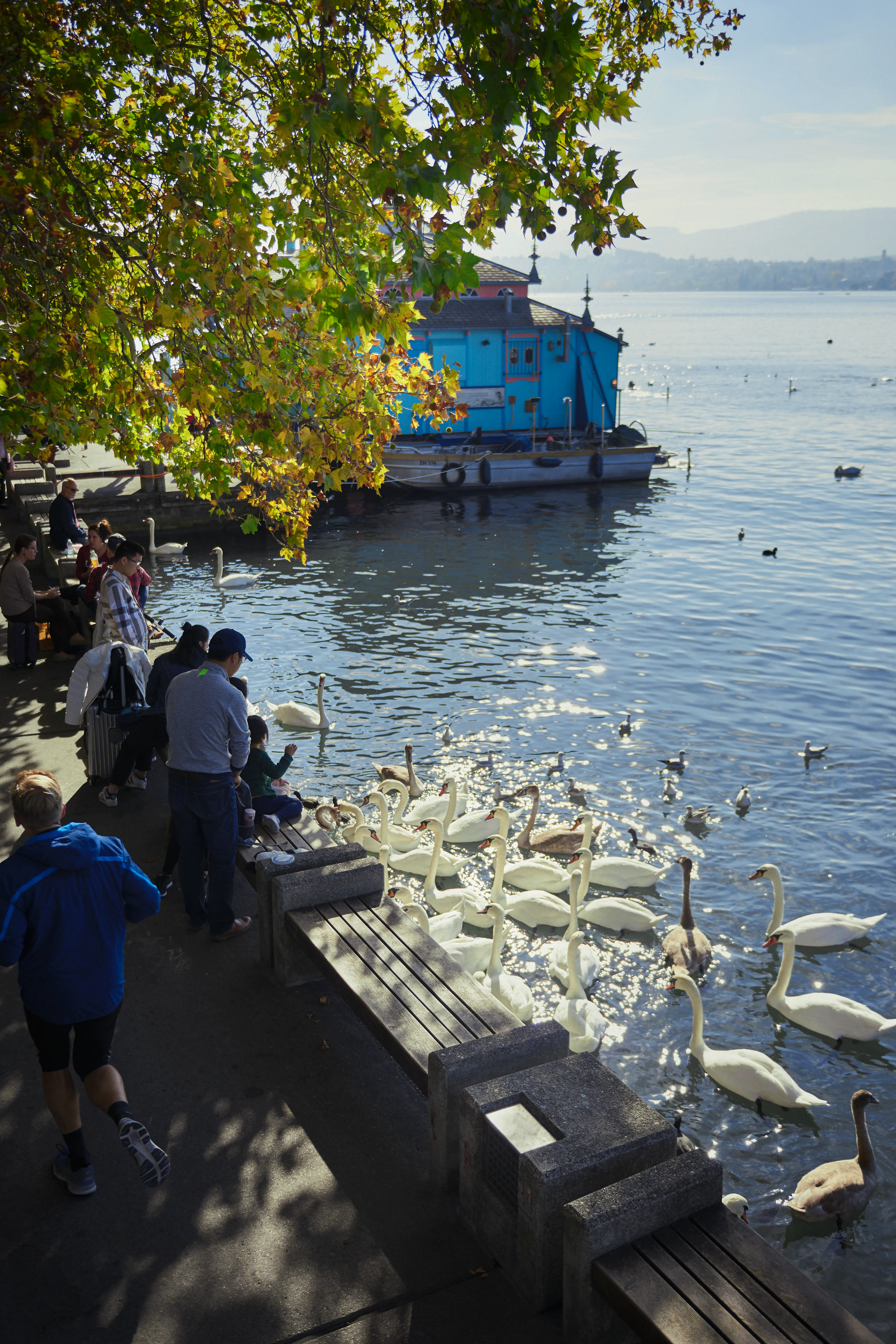 Swan on Lake Zurich beside the lakeside promenade